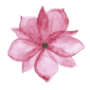 flower פרח